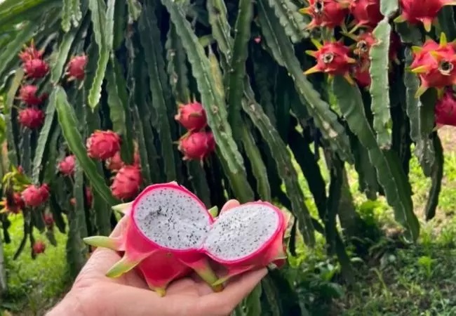 Família de Gaspar colhe três toneladas de pitaya e compartilha paixão pelo cultivo