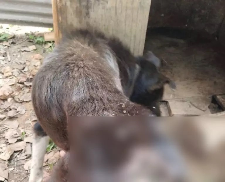 Mulher é indiciada após cão ser encontrado debilitado e sem água em SC