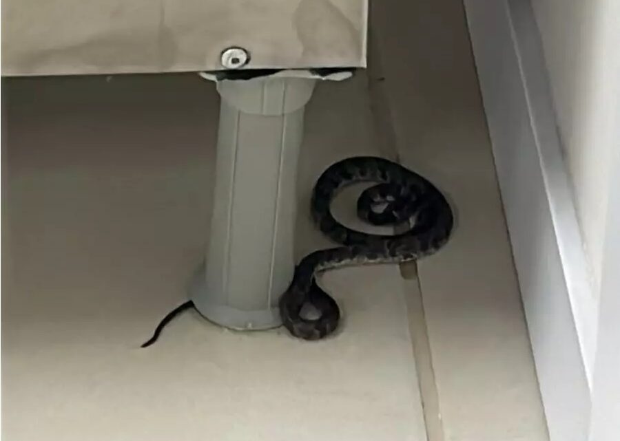 Cobra venenosa é encontrada em pátio de escola em Florianópolis