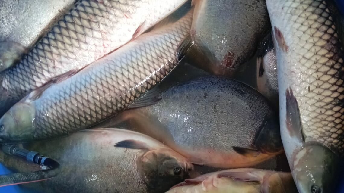 Secretaria de Agricultura e Pesca de Chapecó antecipa venda de peixe nas feiras