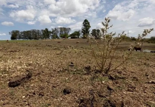 Seca no RS: mais de 200 municípios decretarem situação de emergência devido a estiagem