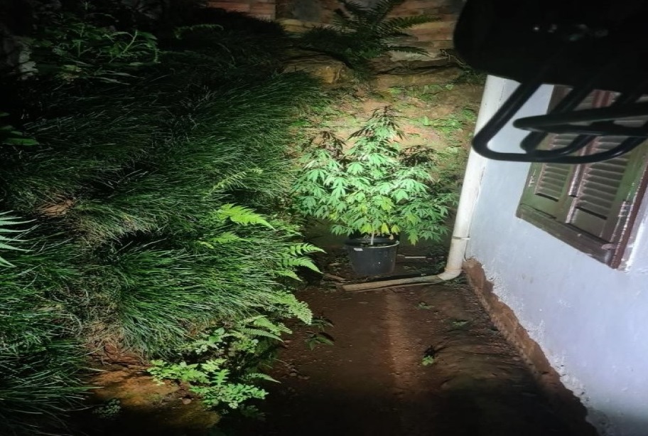 PM encontra pé de maconha plantado em vaso ao lado de residência